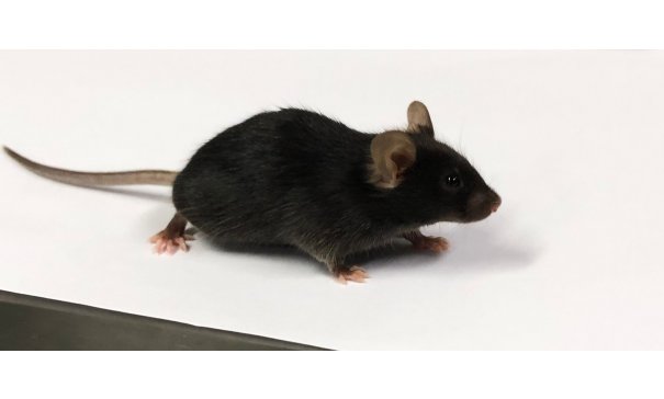 高脂血症大鼠模型