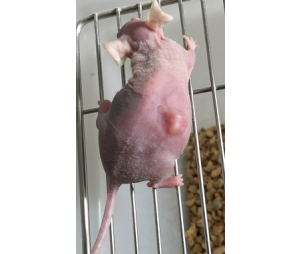 裸鼠成瘤服务