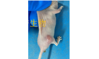 肝癌细胞HepG2裸鼠成瘤