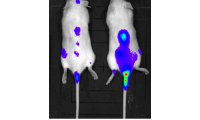 多发性骨髓瘤细胞MOLP8-Luc裸鼠成瘤