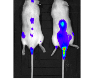 多发性骨髓瘤细胞MOLP8-Luc裸鼠成瘤
