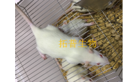 肝硬化大鼠模型