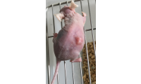 裸鼠成瘤服务