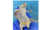 胰腺癌细胞MIA-PACA-2裸鼠成瘤