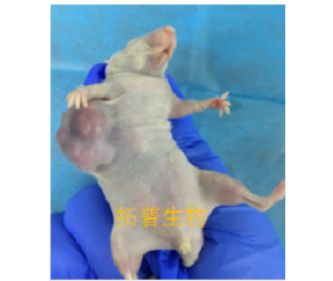 胰腺癌细胞MIA-PACA-2裸鼠成瘤
