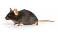 肝纤维化小鼠模型