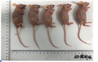 胶质瘤细胞U-<em>118</em>MG裸鼠成瘤
