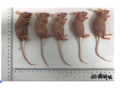 胶质瘤细胞U-118MG裸鼠成瘤
