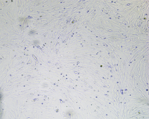 原代大鼠肝细胞