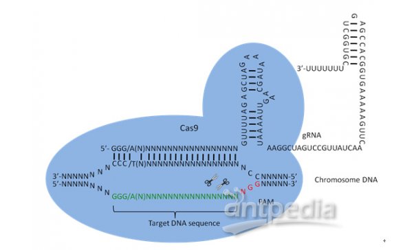 动物实验"CRISPR/Cas9基因敲除"对照病毒----免费试用---申领方式在下面