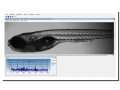斑马鱼心跳血流观测软件