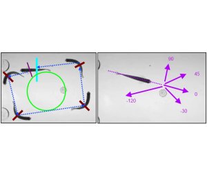 ZebraLab斑马鱼行为分析软件附加配置 - 旋转和直方图