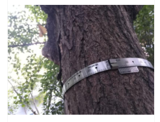 D型<em>树木</em>胸径生长测量环