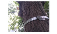 树木胸径生长测量环D型作物无损检测