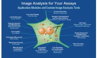 美谷分子 强大的生物图像分析能力 MetaMorph 细胞生物学成像分析
