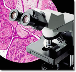CX31奥林巴斯生物显微镜