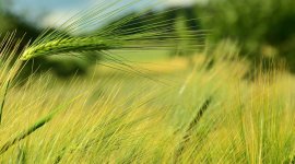 粮油中真菌毒素检测技术与应用