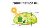 photosynthesis@1200x1200