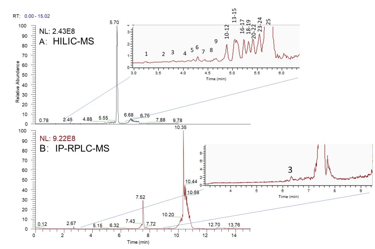 DNA引物小核酸和mRNA加帽率分析