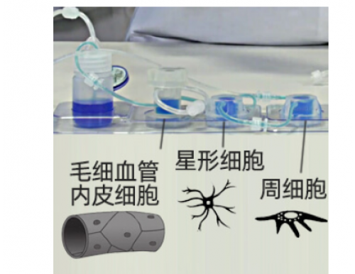 Quasi Vivo 细胞共培养
