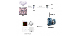 脂质代谢<em>组</em><em>学</em>研究(Lipidomics)