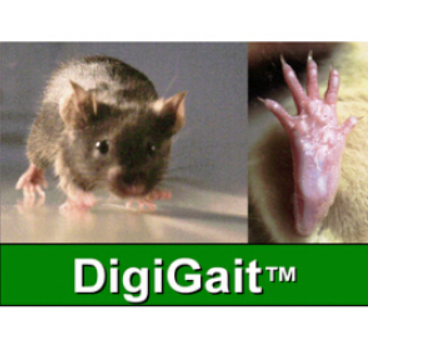  DigiGaitTM<em>啮齿</em><em>动物</em>步态分析系统