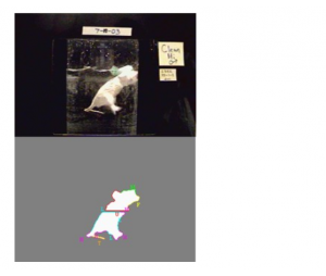DpressionScan动物（大小鼠）抑郁行为分析系统 