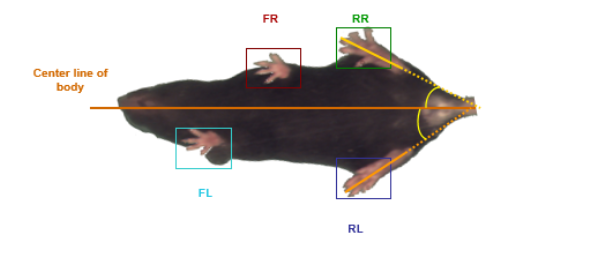 GaitScan动物（大小鼠）<em>步态</em>分析系统 