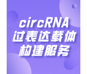 circRNA过表达