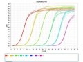 PCR引物设计—实验报告单、原始数据、扩增、溶解曲线、数据分析