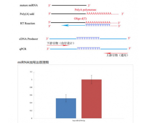 miRNA实时荧光定量PCR检测