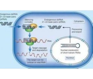 RNA干扰筛选技术