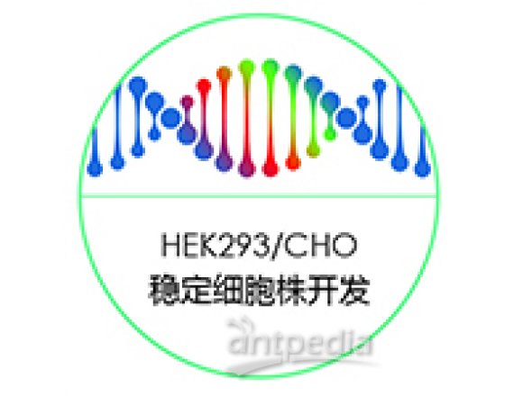 HEK293 稳定细胞株开发服务