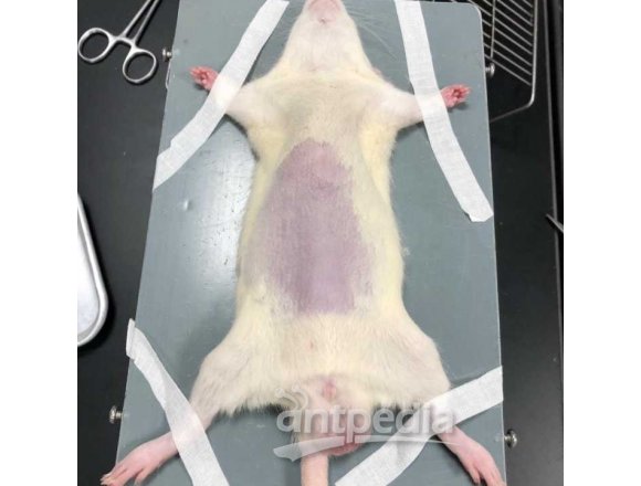 小鼠脾脏淋巴细胞分离实验技术服务