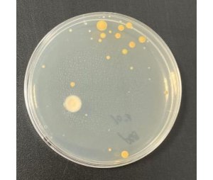 mic测定实验|抑菌和mic实验|抑菌实验|抗菌实验|最小抑菌浓度(MIC)实验