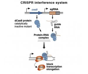 CRISPRi 质粒（1靶点/基因+测序报告）