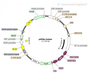 CRISPRi 套餐（3靶点/基因+测序报告）