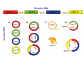 环状RNA病毒载体构建服务