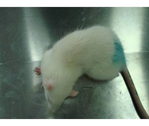 大鼠脑缺血模型构建