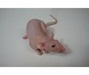 裸鼠卵巢癌原位模型构建