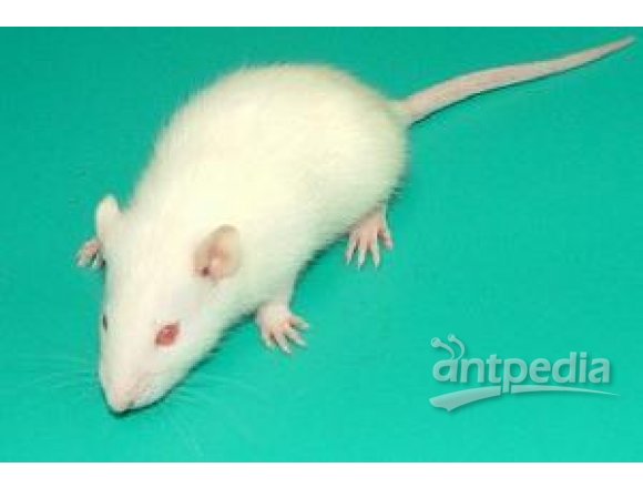 SPF级wistar大鼠模型构建