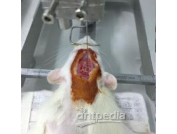 阿尔茨海默病(AD)大鼠模型