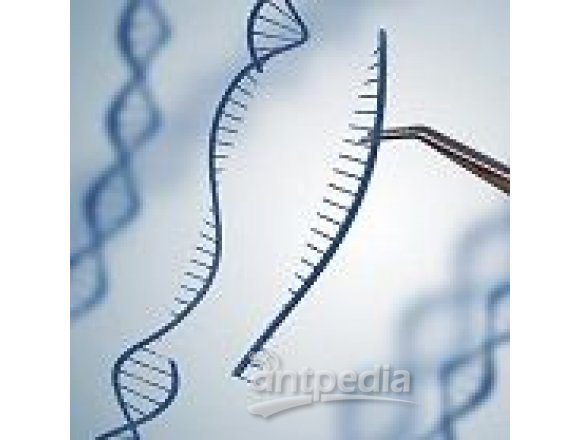 基因敲除基因编辑实验服务生物实验动物实验整体课题外包代做