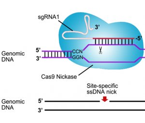 Crispr/Cas9 基因编辑慢病毒包装