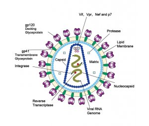 LV（慢病毒）-CRISPR基因编辑