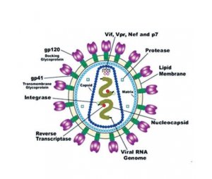 LV（慢病毒）-基因过表达