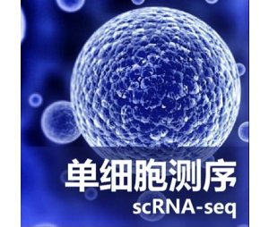 单细胞测序服务（Single Cell RNA Sequencing)
